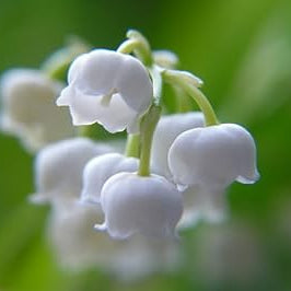 Flower Seeds, Seeds,Seeds For Planting,Plant Seeds