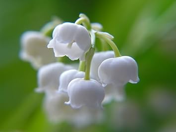 Flower Seeds, Seeds,Seeds For Planting,Plant Seeds