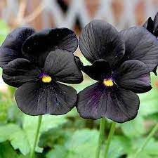 Flower Seeds, Seeds,Seeds For Planting,Plant Seeds