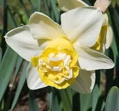 Flower Seeds, Seeds,Seeds For Planting,Plant Seeds