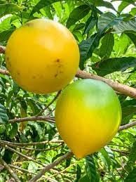 Fruit Seeds,Garden seeds, Seeds For Planting,Plant Seeds