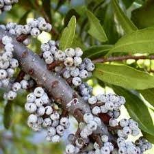 Fruit Seeds,Garden seeds, Seeds For Planting,Plant Seeds