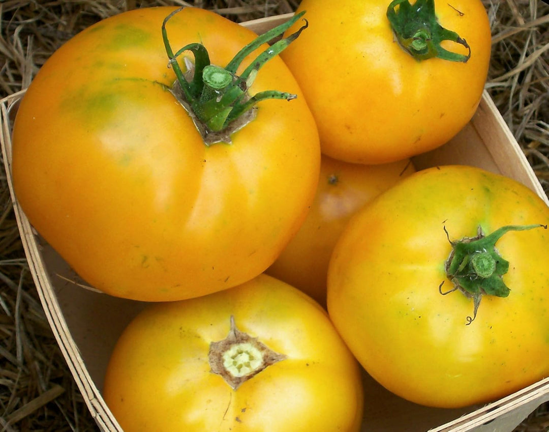 Vegetable Seeds,Garden seeds, Seeds For Planting,Plant Seeds