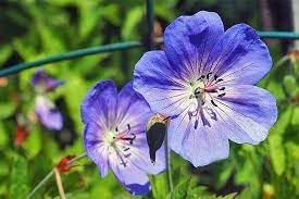 Flower Seeds, Seeds,Seeds For Planting,Plant Seeds