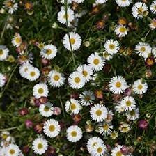 Flower Seeds, Seeds,Seeds For Planting,Plant Seeds