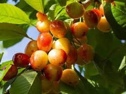 Fruit Seeds,Garden seeds, Seeds For Planting,Plant Seeds