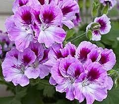 Violet Red Geranium Flower Seeds for Planting, Heirloom Non-GMO, High ...