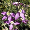 Mathiola Longipetala Seeds – Heirloom, Non-GMO, Bright Blooms