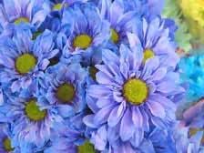 Flower Seeds, Seeds,Seeds For Planting,Plant Seeds