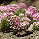Flower Seeds, Seeds,Seeds For Planting,Plant Seeds