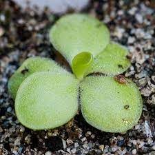 Flower Seeds, Seeds,Seeds For Planting,Plant Seeds