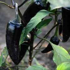 Vegetable Seeds,Garden seeds, Seeds For Planting,Plant Seeds