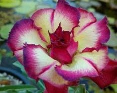 Flower Seeds, Seeds,Seeds For Planting,Plant Seeds