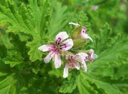 Flower Seeds, Seeds,Seeds For Planting,Plant Seeds