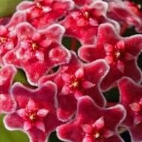 Flower Seeds, Seeds,Seeds For Planting,Plant Seeds