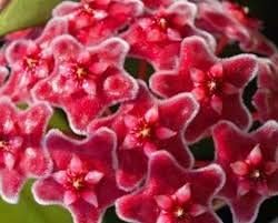 Flower Seeds, Seeds,Seeds For Planting,Plant Seeds