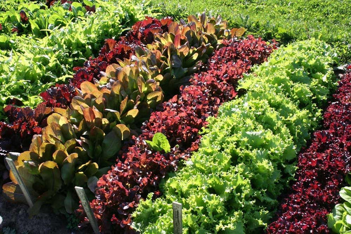 Vegetable Seeds,Garden seeds, Seeds For Planting,Plant Seeds