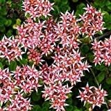 Flower Seeds, Seeds,Seeds For Planting,Plant Seeds