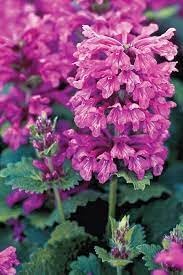 Flower Seeds, Seeds,Seeds For Planting,Plant Seeds