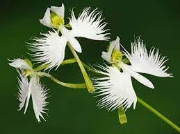 Flower Seeds, Seeds,Seeds For Planting,Plant Seeds