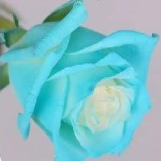 Flower Seeds, Seeds,Seeds For Planting,Plant Seeds