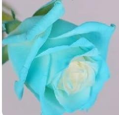 Flower Seeds, Seeds,Seeds For Planting,Plant Seeds