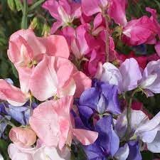 Flower Seeds, Seeds,Seeds For Planting,Plant Seeds