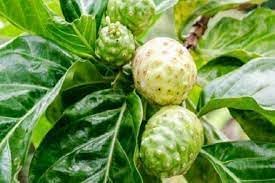 Fruit Seeds,Garden seeds, Seeds For Planting,Plant Seeds