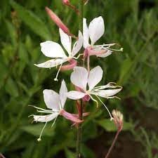 Flower Seeds, Seeds,Seeds For Planting,Plant Seeds
