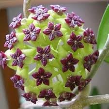 Flower Seeds, Seeds,Seeds For Planting,Plant Seeds