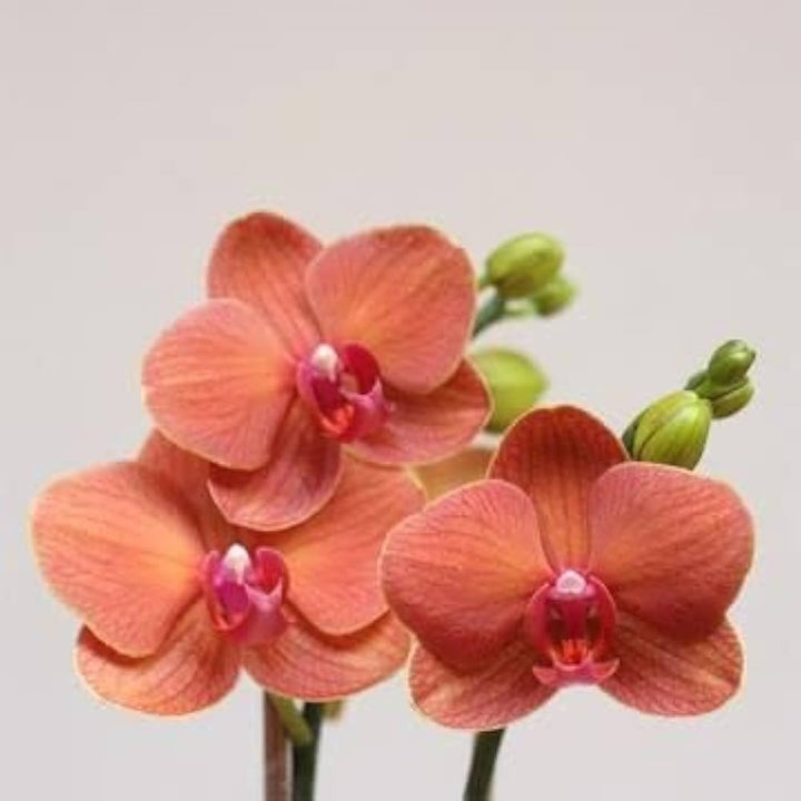 Orange Phalaenopsis Orchid Flower Seeds for Planting – Heirloom, Non-GMO, High Germination Border Variety
