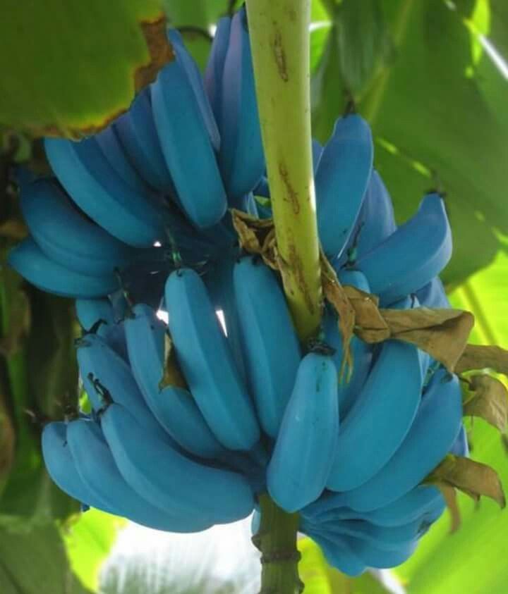 Blue Banana Fruit seeds – Heirloom, Non-GMO seeds for Planting Unusual Tropical Garden Delights