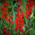 Cardinal Flower Seeds for Planting – Heirloom, Non-GMO, High Germination Long Bloom Season Seeds