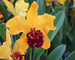 Flower Seeds, Seeds,Seeds For Planting,Plant Seeds