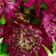 Flower Seeds, Seeds,Seeds For Planting,Plant Seeds