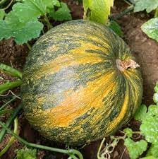 Vegetable Seeds,Garden seeds, Seeds For Planting,Plant Seeds