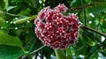 Burgundy Hoya Flower Seeds for Planting | Heirloom Non-GMO Organic Garden Seeds