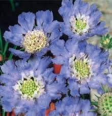 Flower Seeds, Seeds,Seeds For Planting,Plant Seeds