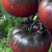 Vegetable Seeds,Garden seeds, Seeds For Planting,Plant Seeds
