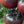 Vegetable Seeds,Garden seeds, Seeds For Planting,Plant Seeds