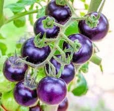 Vegetable Seeds,Garden seeds, Seeds For Planting,Plant Seeds