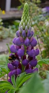 Flower Seeds, Seeds,Seeds For Planting,Plant Seeds