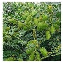 Flower Seeds, Seeds,Seeds For Planting,Plant Seeds