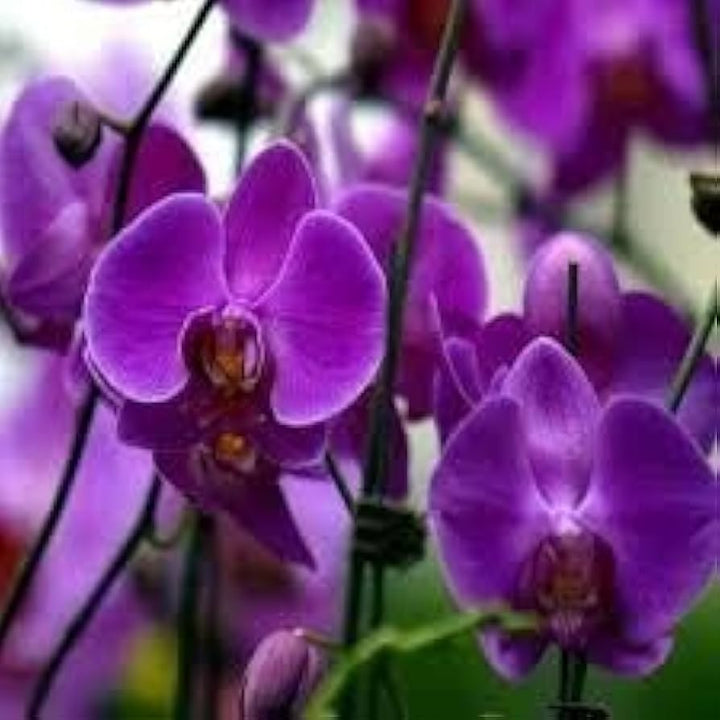 Flower Seeds, Seeds,Seeds For Planting,Plant Seeds