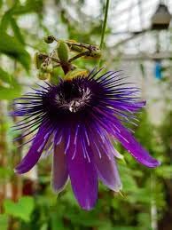 Flower Seeds, Seeds,Seeds For Planting,Plant Seeds