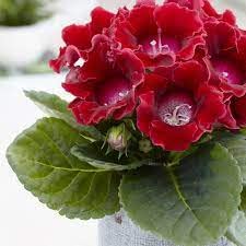 Deep Red Gloxinia Flower Seeds - 100 Pcs, Heirloom, Non-GMO, High Germination Organic Garden Seeds