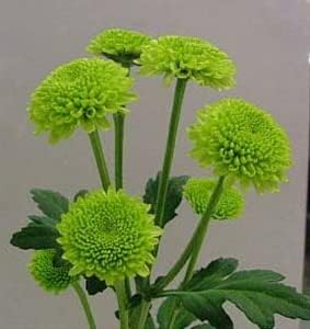 Flower Seeds, Seeds,Seeds For Planting,Plant Seeds