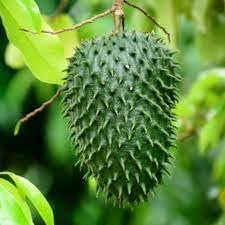 Fruit Seeds,Garden seeds, Seeds For Planting,Plant Seeds