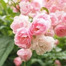 Flower Seeds, Seeds,Seeds For Planting,Plant Seeds