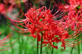 Flower Seeds, Seeds,Seeds For Planting,Plant Seeds